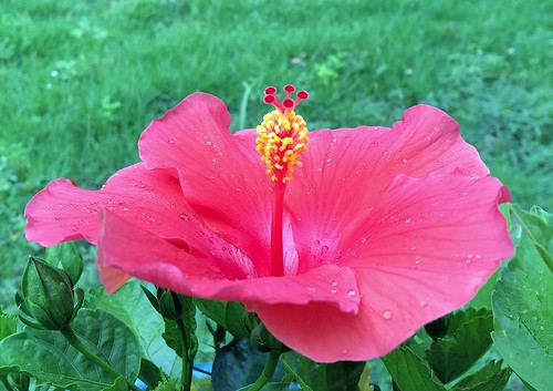 pipecreek texas usa flower hibiscus apple iphonese