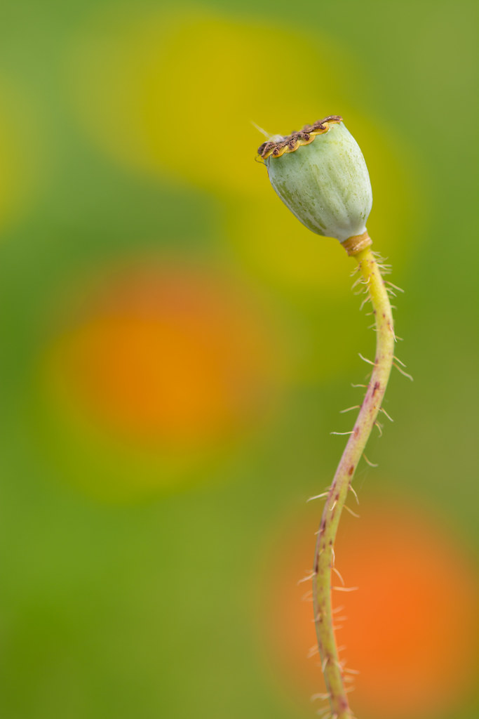 Poppy seedhead