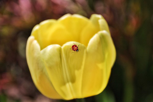 Orillia Ontario Canada ~ Leacock Museum Gardens ~  Lady Bug Tulip ~ Heritage  Site