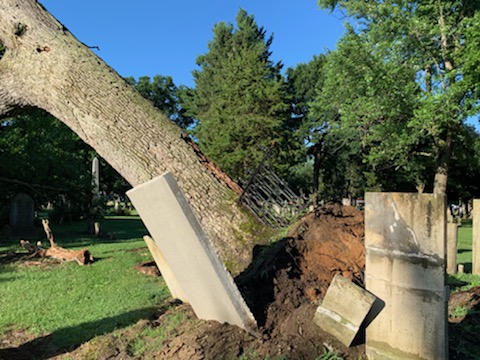 Tree fell 7/10/19 in Bond Section