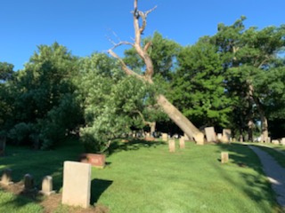 Tree fell 7/10/19 in Bond Section