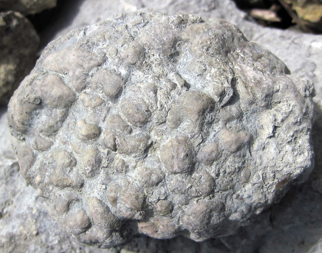 Solenopora sp. (fossil red algae) (Corryville Member, McMillan Formation, Upper Ordovician; Flemingsburg South roadcut, Fleming County, Kentucky, USA) 64