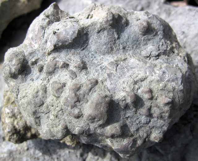 Solenopora sp. (fossil red algae) (Corryville Member, McMillan Formation, Upper Ordovician; Flemingsburg South roadcut, Fleming County, Kentucky, USA) 63