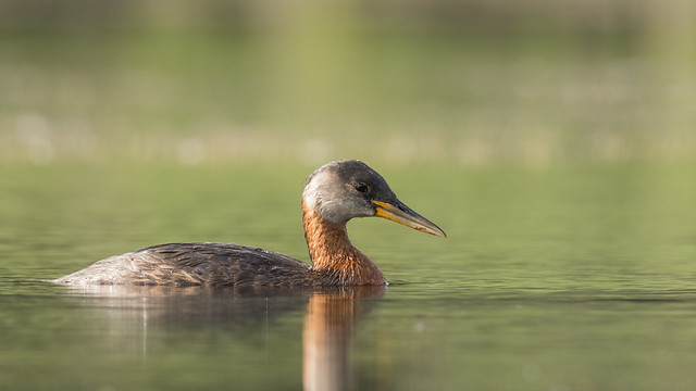 Grèbe jougris  -  Red-necked Grebe  Explore 14 juillet 2019