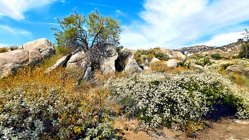 hemet california photo digital summer chaparral boulders chaparralbuckwheat hemetmazestonepark landscape