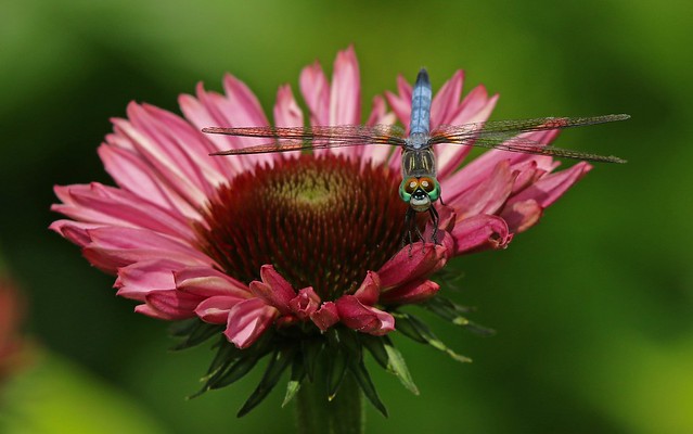 Dragonfly on flower