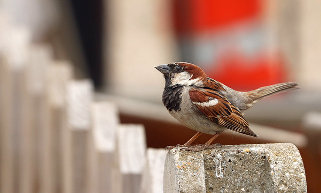 Tiptree Tearoom Sparrow!
