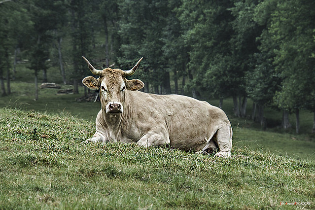 Vaca pirenaica