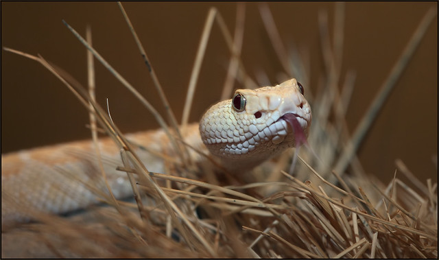 Texas Rattlesnake (Crotalus atrox)