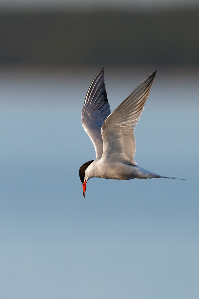 Sterna hirundo | Common Tern | fisktärna
