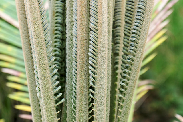Fronds with curls starting to open - Cycus revoluta - Cycadaceae