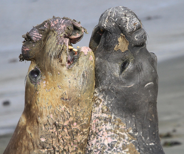 Elephant Seals Testing Strength During Annual Molting