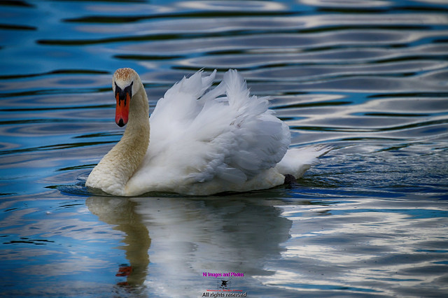 Just swanning around on the lake