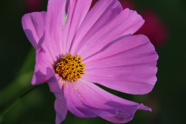 Pink Cosmos in Sunset Light