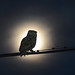 Great Horned Owl and the Moon