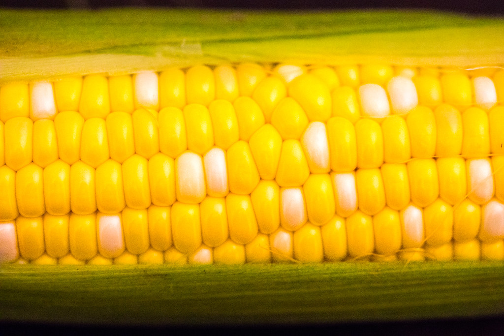 Summer corn