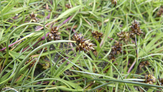 Bogin stør (Carex maritima) Gunn.