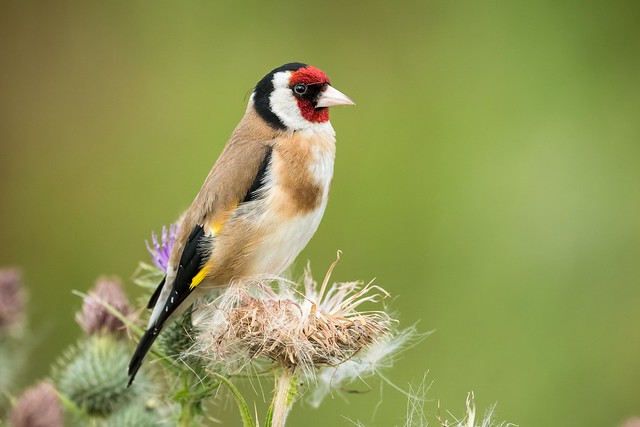 Goldfinch.