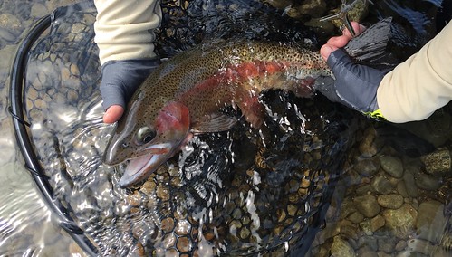 trout rainbow flyfishing maine kennebec sidebar river