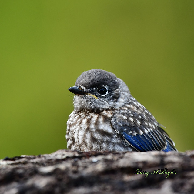 Fledged Bluebird on Tennessee's Cumberland Plateau
