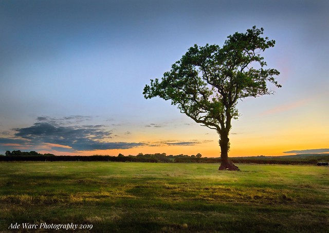 Lone Tree at sunset