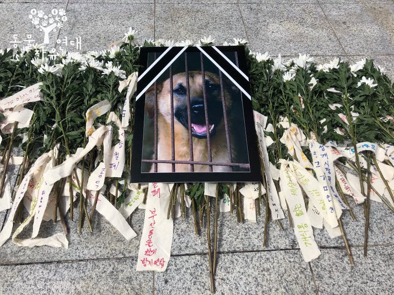 Daegu, South Korea: Shut Down the Chilseong Dog Meat Market and Stop the Illegal Dog Meat Industry!