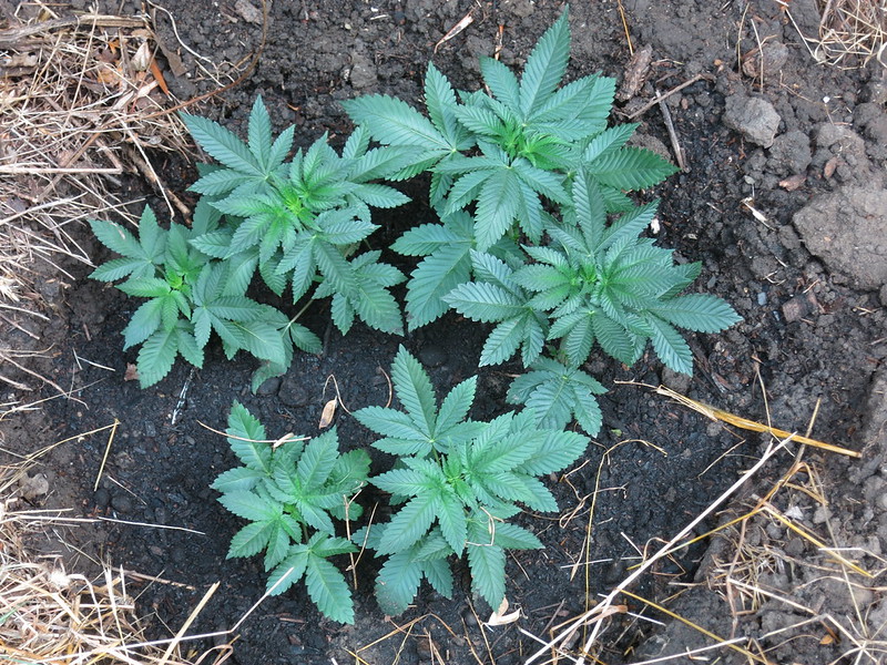 Deep Chunk | Page 24 | International Cannagraphic Magazine Forums