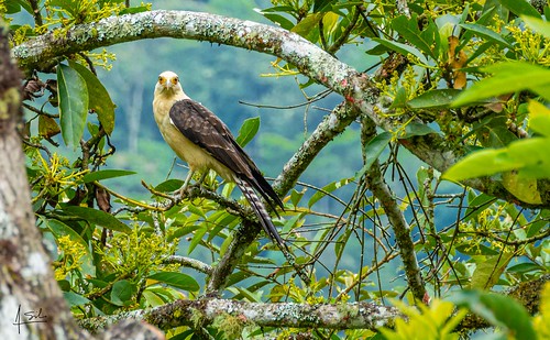 aves cali colombia fauna gavilanes naturaleza valledelcauca