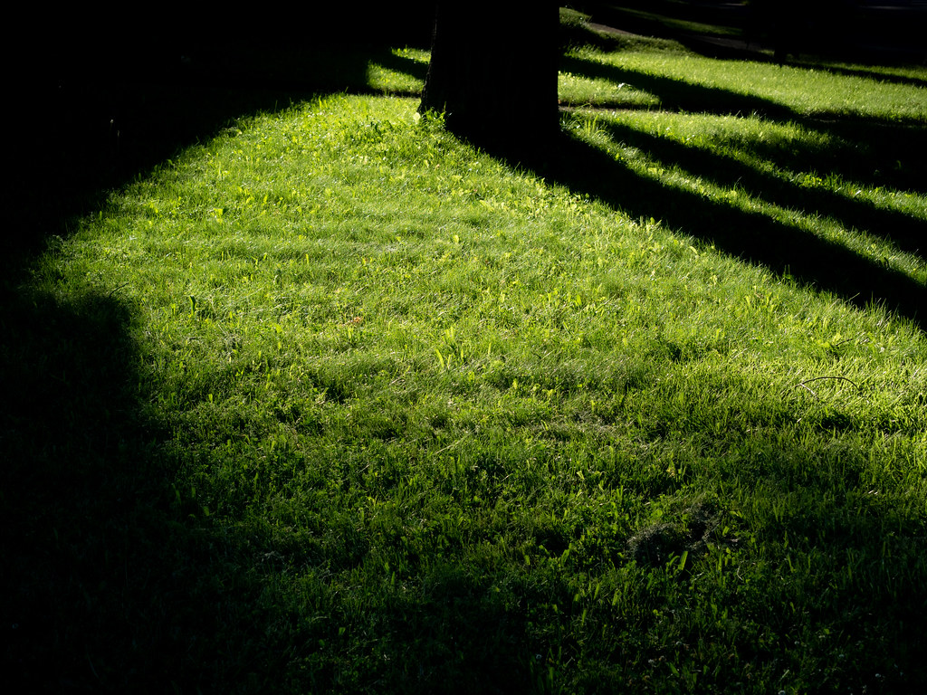 Lawn and shadows