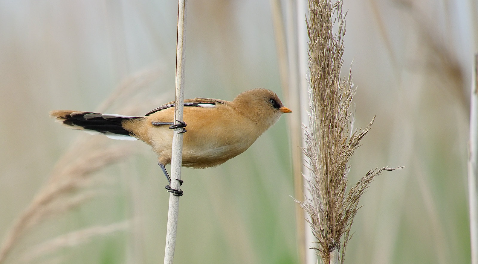 Bearded Tit young