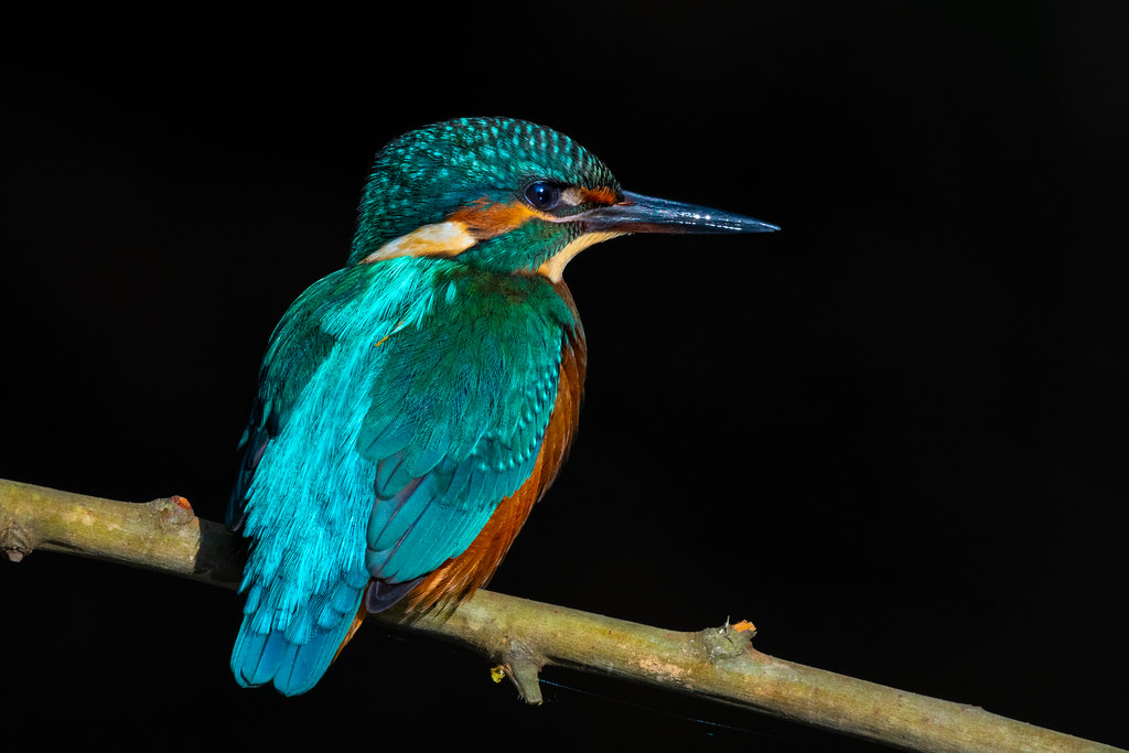 Common Kingfisher (Juvenile Male) - Guarda-rios (juvenil macho) - Alcedo atthis