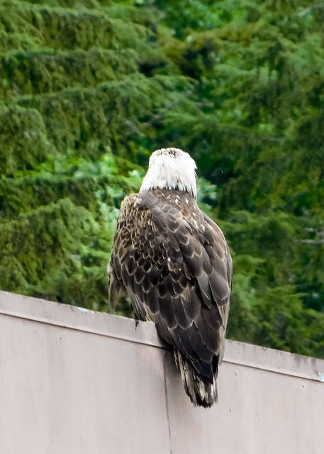 American bald eagle-4658