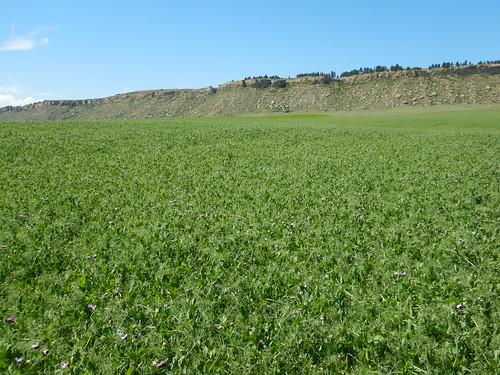 pisumsativum pea introduced annual forb crop rapelje stillwatercounty montana cultivated
