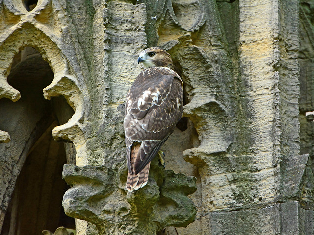 Fledgling on a Pulpit - 4067