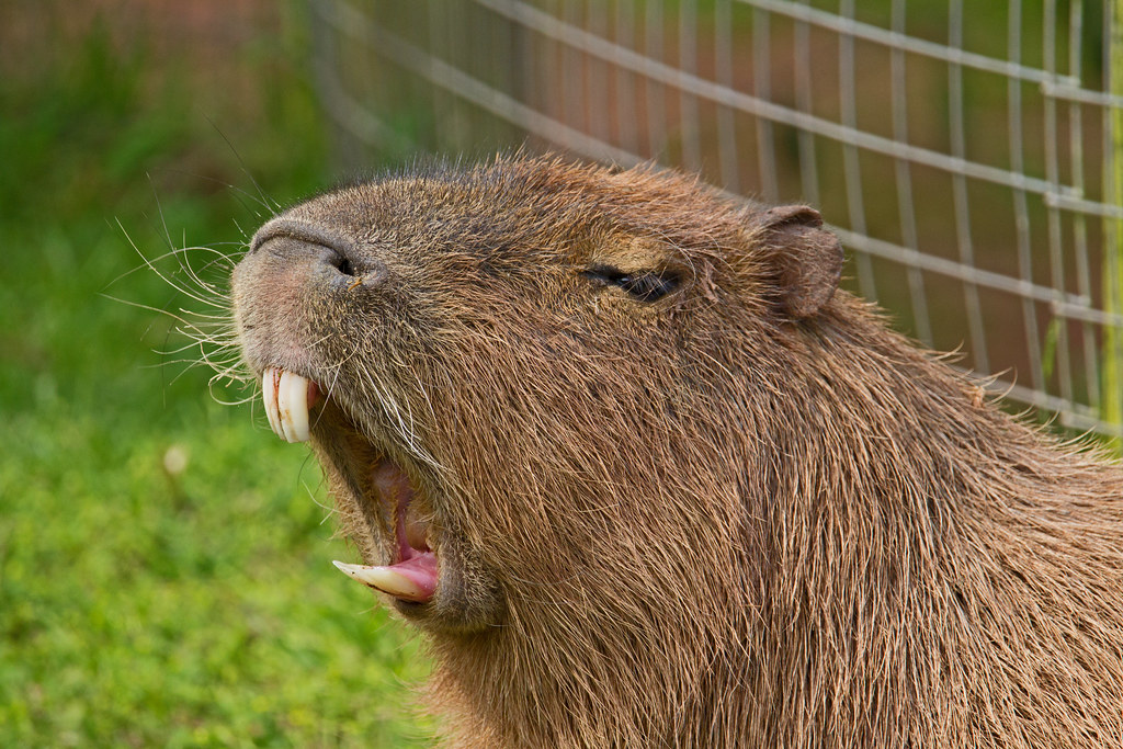 San Diego Zoo - The word capybara means master of the grass and its  scientific name, Hydrochoerus, means water hog because of its love for  water. The capybara, however, is not a