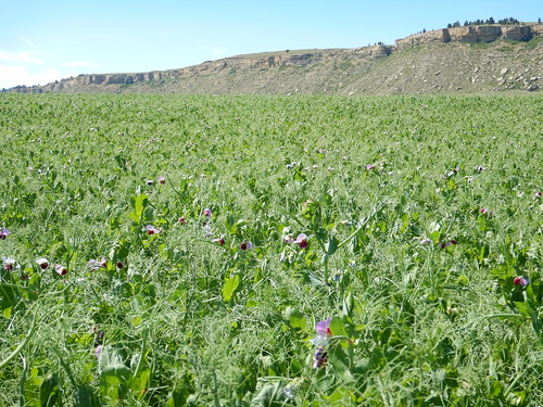 pisumsativum pea introduced annual forb crop rapelje stillwatercounty montana cultivated