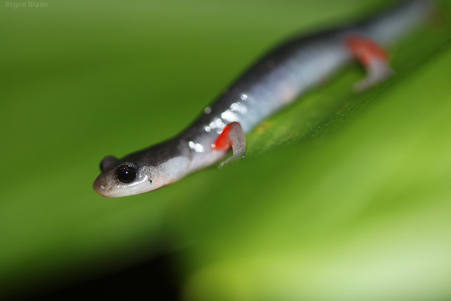 Plethodon shermani | Red-Legged Salamander