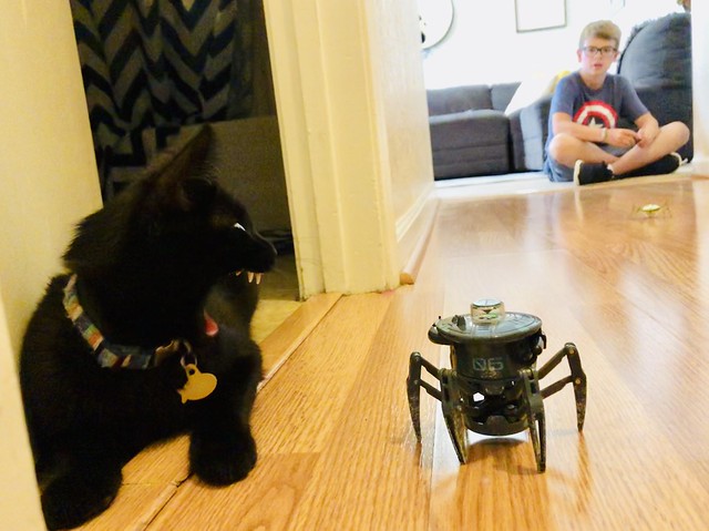 cat vs spider bot