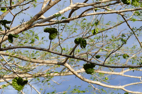 nicaragua centralamerica américalatina américacentral lateinamerika zentralamerika mittelamerika fz1000 valledesonis guanacaste enterolobiumcyclocarpum ohrenbaum