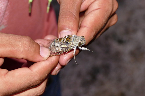 nicaragua centralamerica américalatina américacentral lateinamerika zentralamerika mittelamerika fz1000 cicada zikade cigarra valledesonis insect insekt