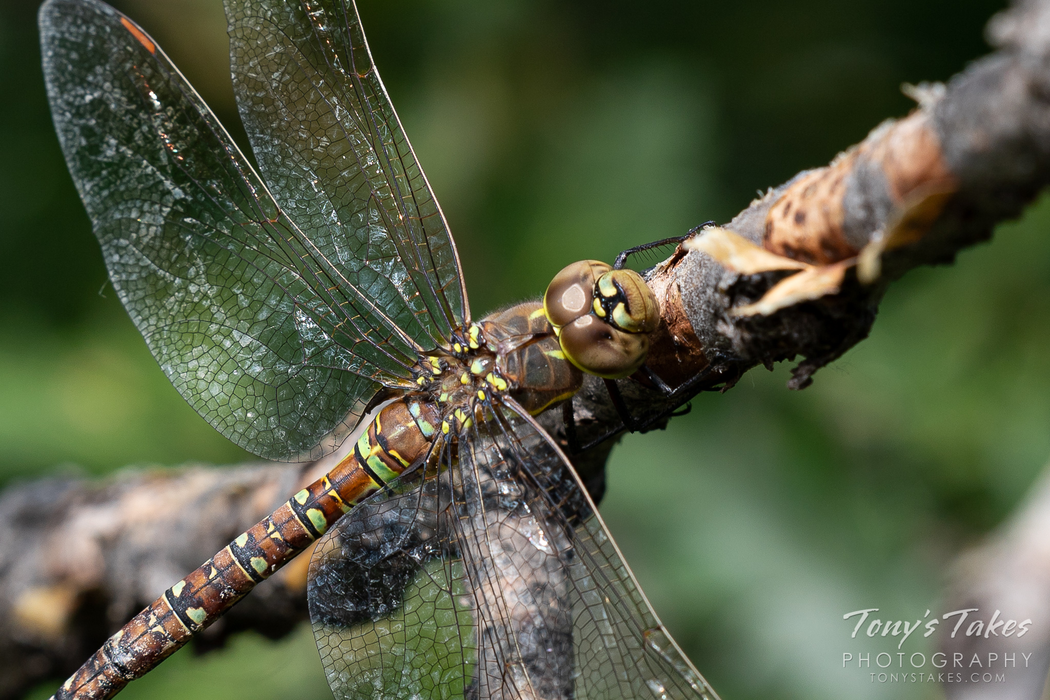 A dragonfly hangs out on a tree branch at Cheyenne Mountain State Park, Colorado. (© Tony’s Takes)