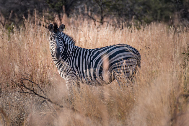Zibra, Pilanesberg, South Africa