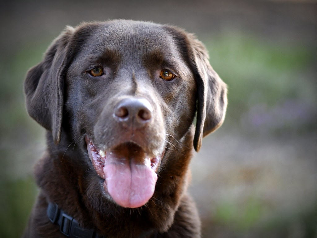 Choccie Lab | c.marney | Flickr