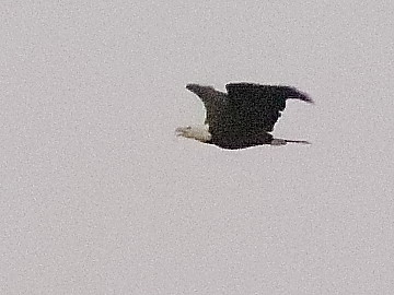 Bald Eagle male 20190716
