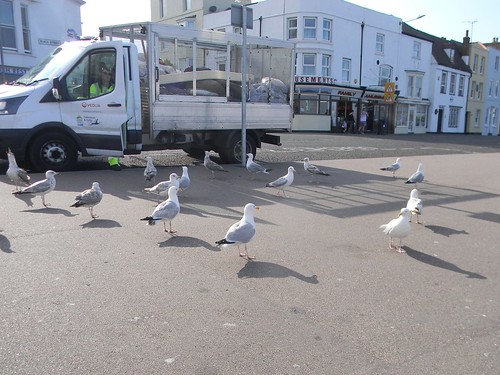 Gulls aloud Dover to Deal