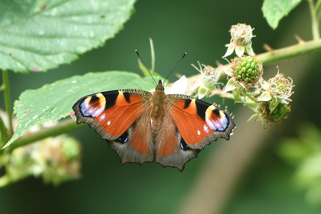 Peacock butterfly at Warnham Nature Reserve