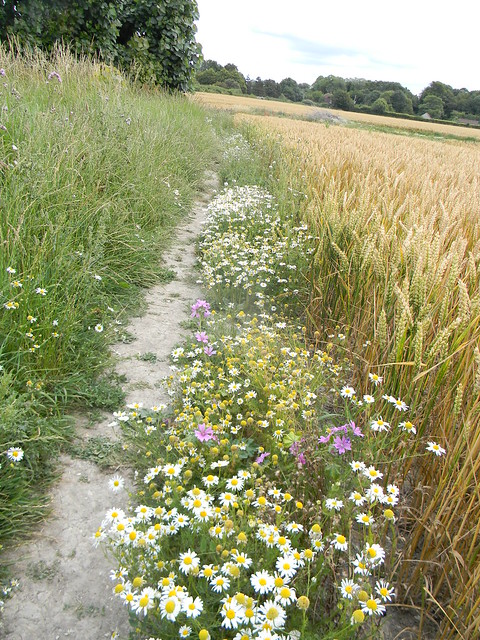 Flowery path Lewes to Berwick