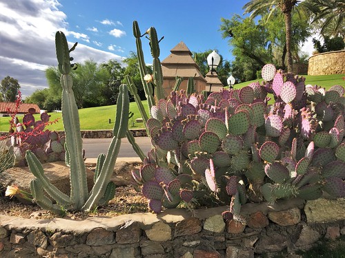 phoenix arizona wrigleymansion landscaping cactus succulents stonewalls texture htt hww