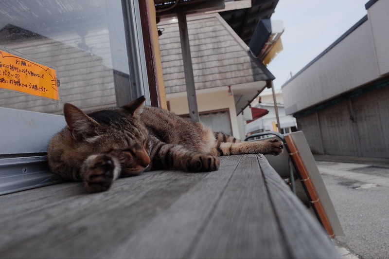 みさきまぐろきっぷの旅 城ヶ島商店街の猫 キジ虎