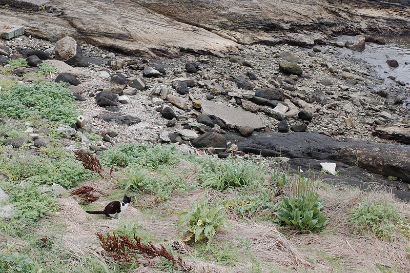 みさきまぐろきっぷの旅 城ヶ島の海岸沿いの猫 黒白八割れ